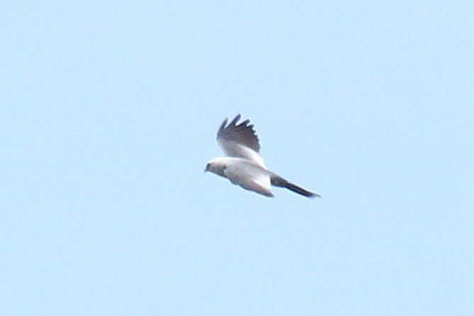 Mississippi Kite - ML30608171