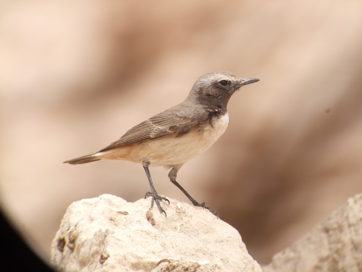 Kurdish Wheatear - Oscar Campbell