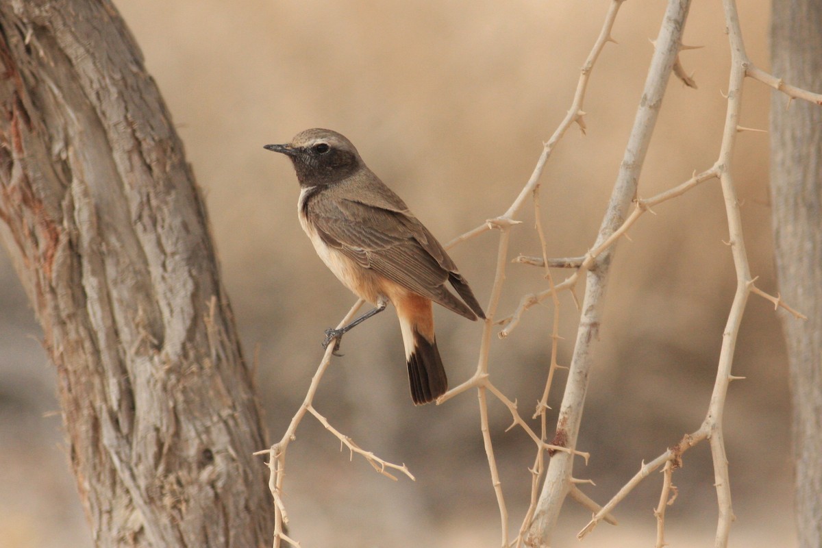 Kurdish Wheatear - Oscar Campbell