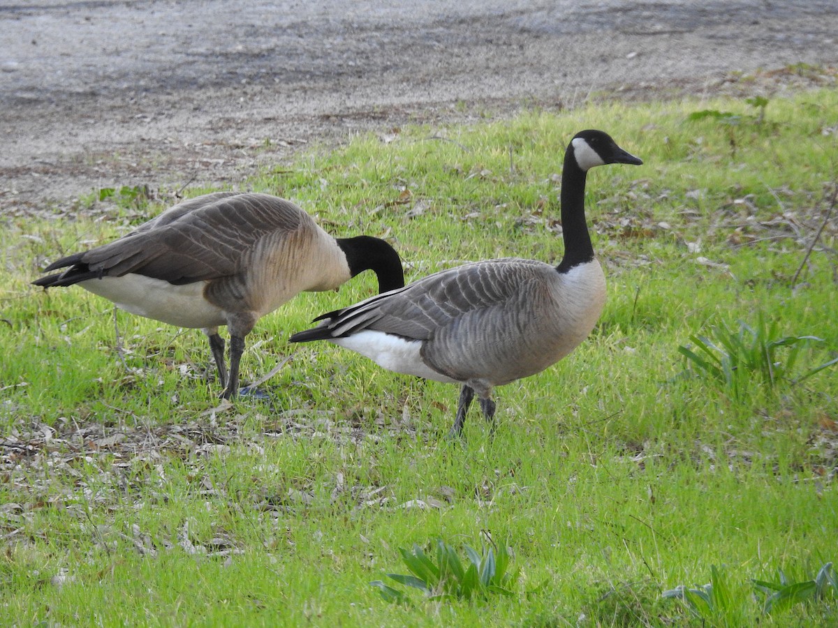 Canada Goose - Andrew Birch