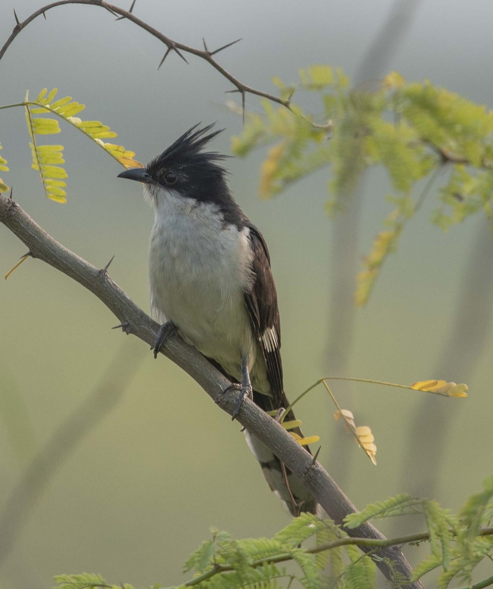 Pied Cuckoo - ML306084191