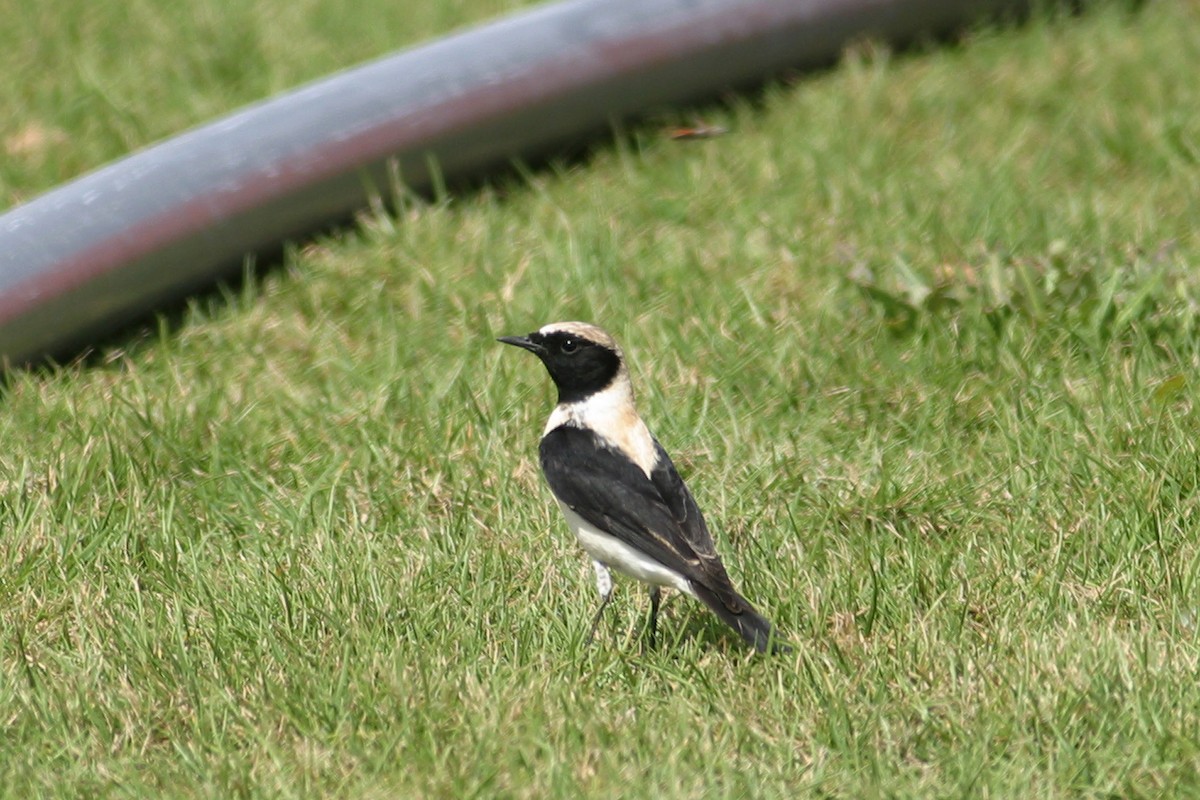 Eastern Black-eared Wheatear - ML306084431