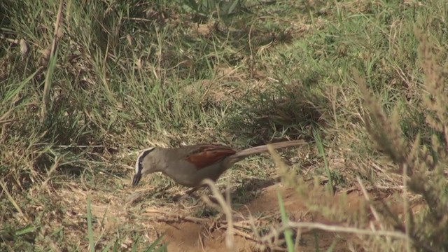 Black-crowned Tchagra (Hooded) - ML306084641