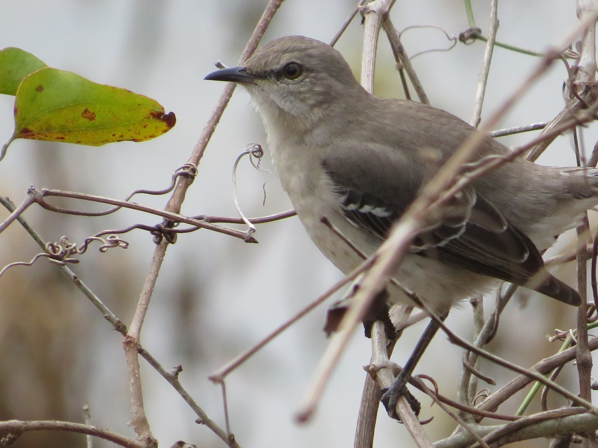 Northern Mockingbird - ML306085451