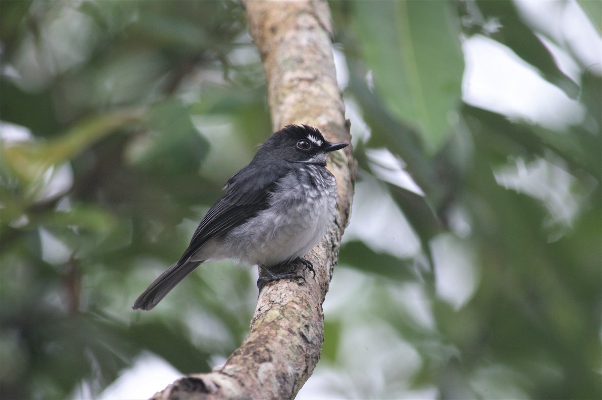 White-browed Forest-Flycatcher - Ethan Kistler