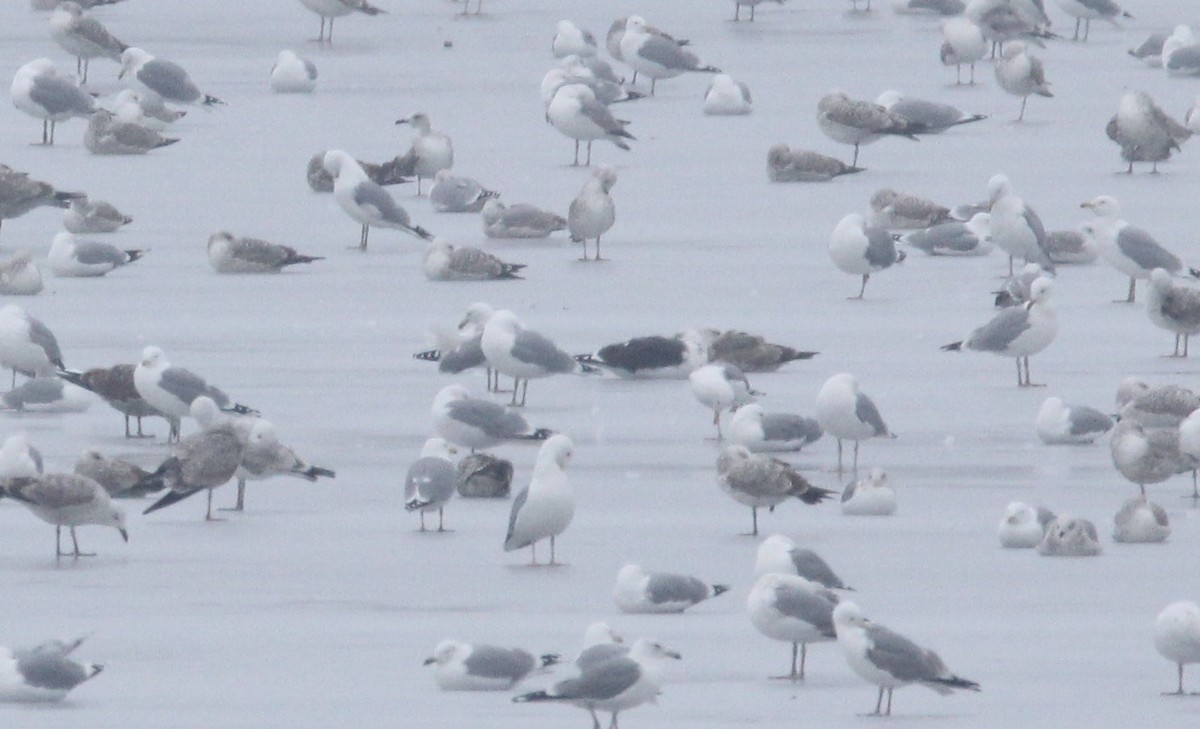 Great Black-backed Gull - ML306085701