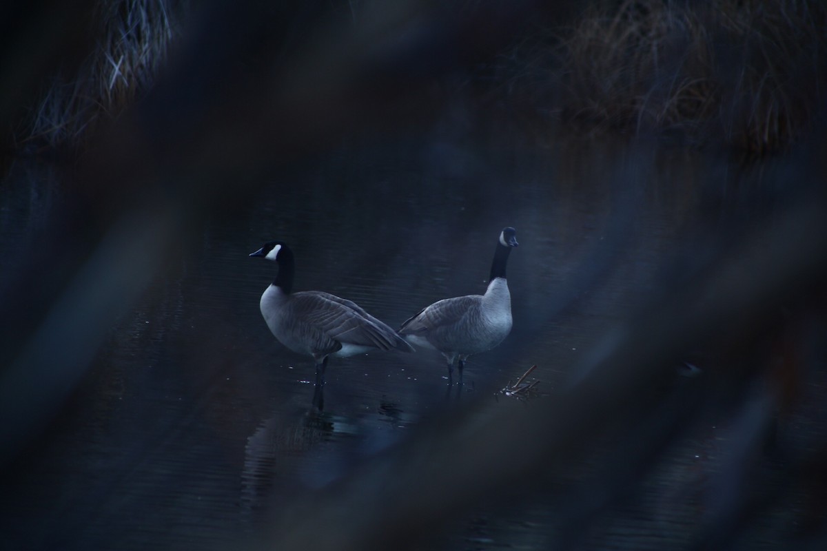 Canada Goose - ML306085801