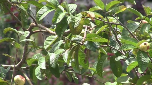 Yellow-chevroned Parakeet - ML306086681