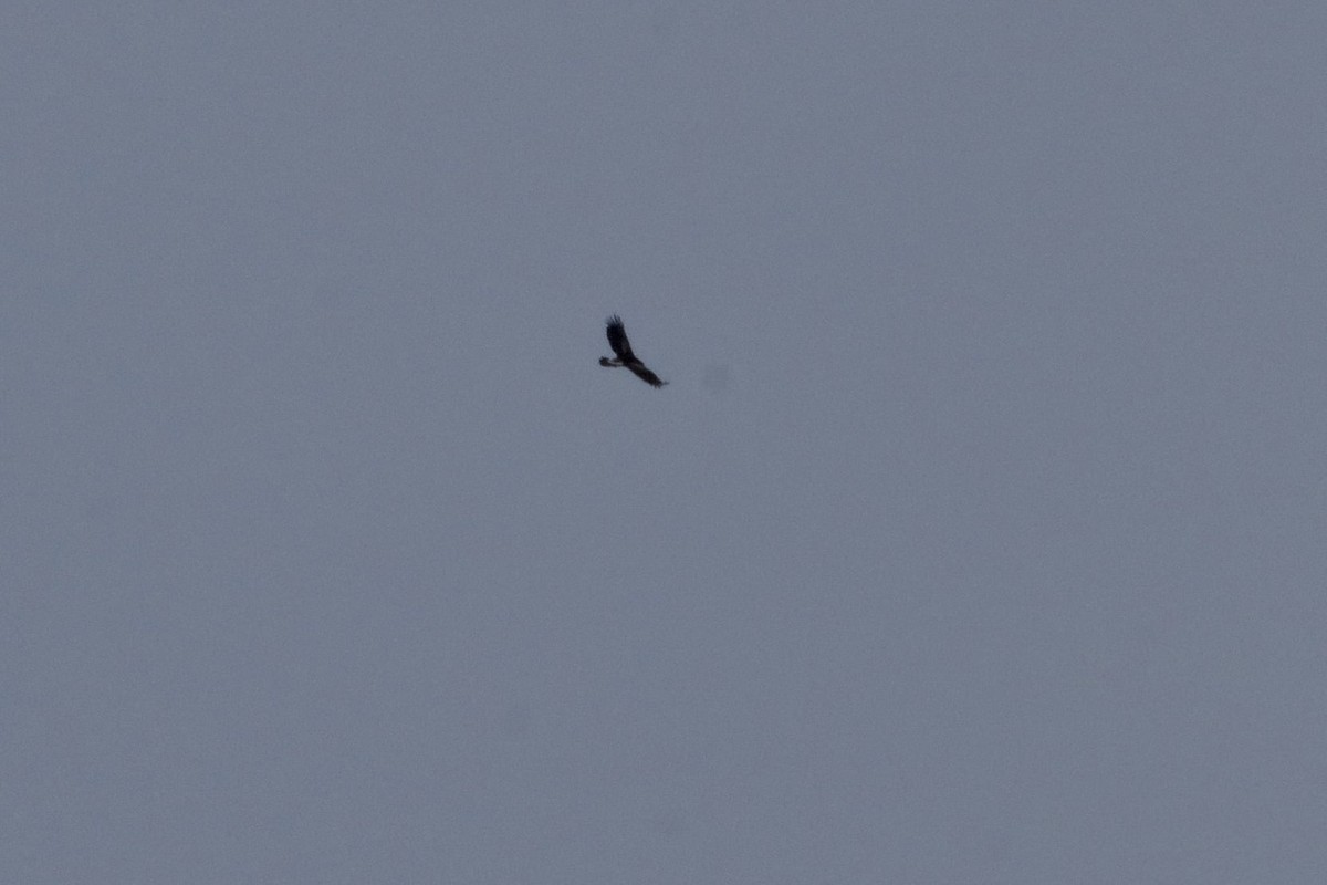 Цармын бүргэд - ML306087161