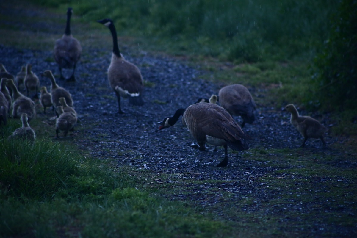 Canada Goose - ML306088641