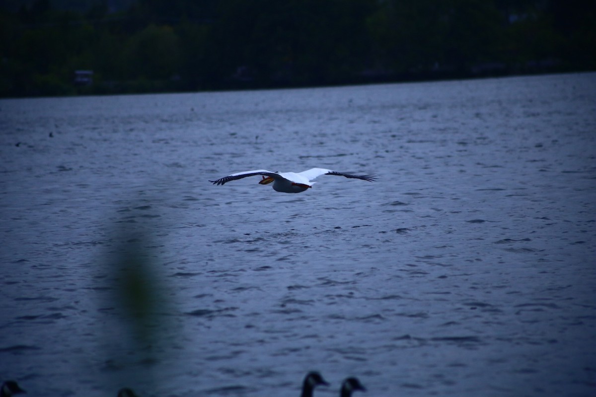 American White Pelican - ML306088721