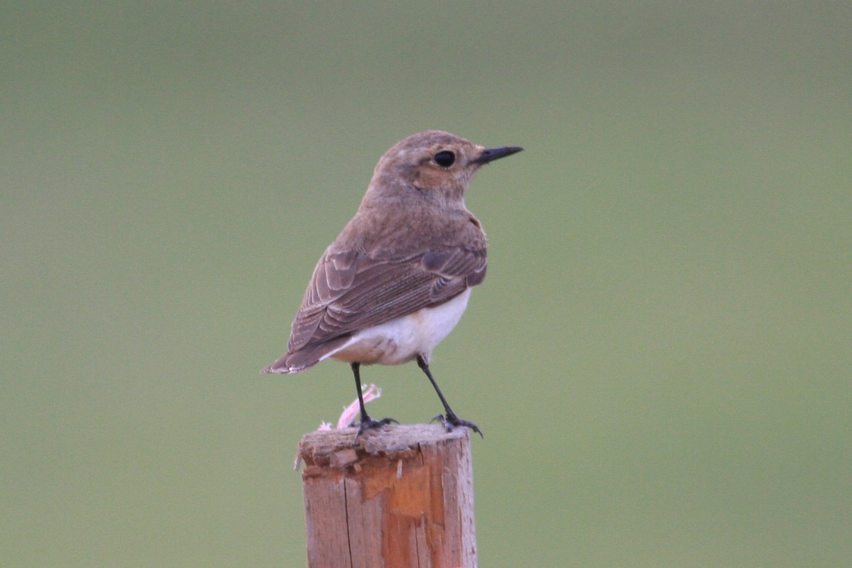 Pied Wheatear - Oscar Campbell