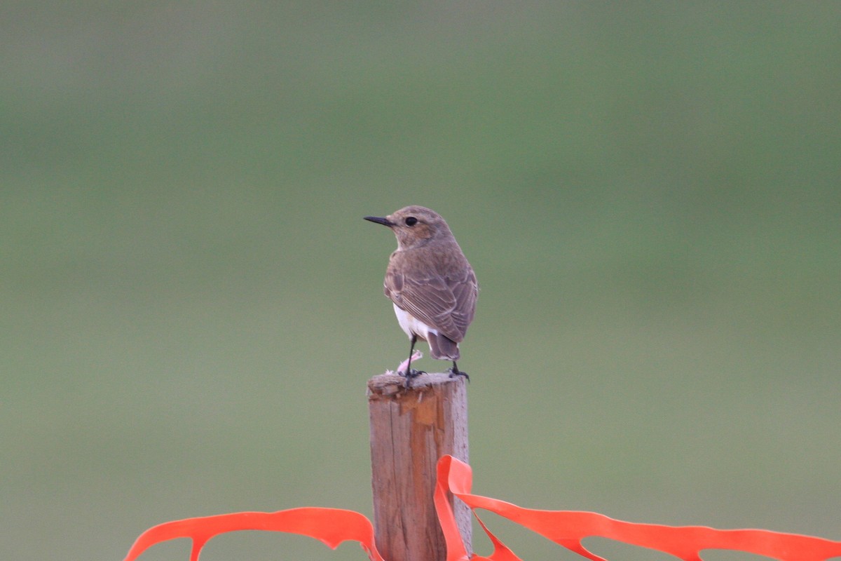 Pied Wheatear - ML306088871