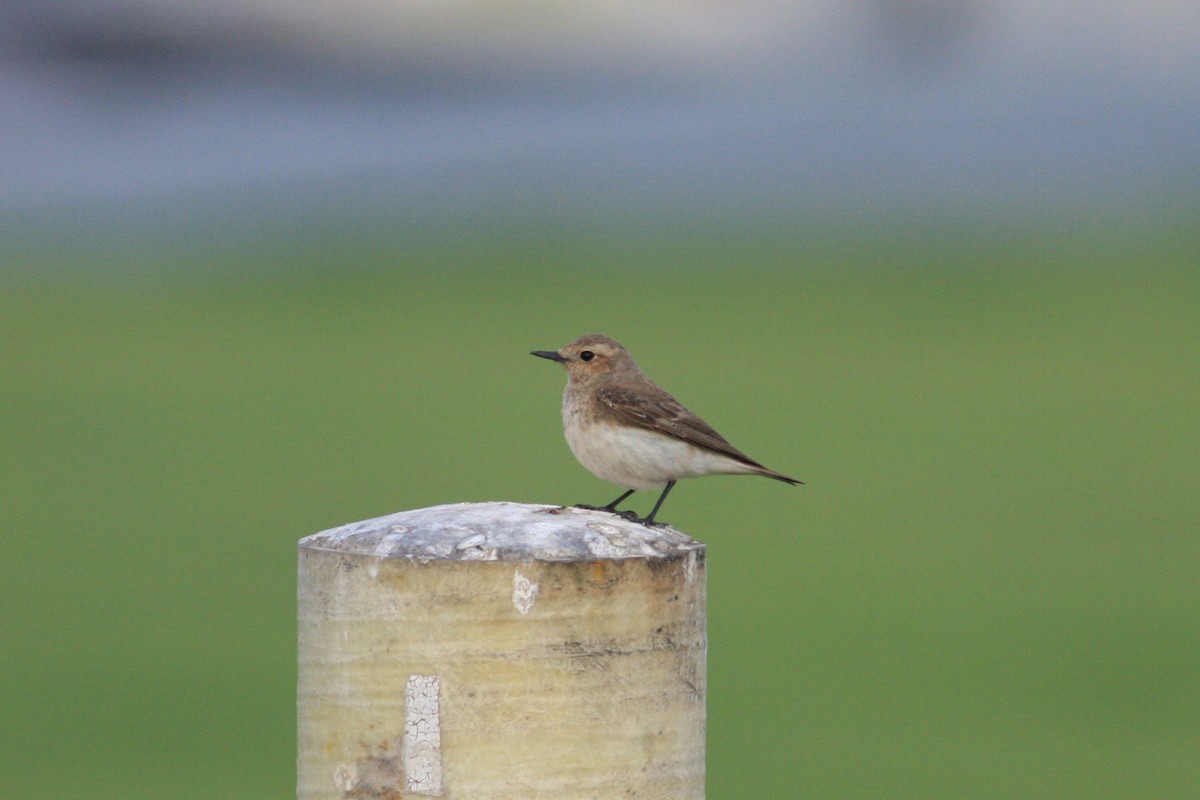 Pied Wheatear - ML306088881