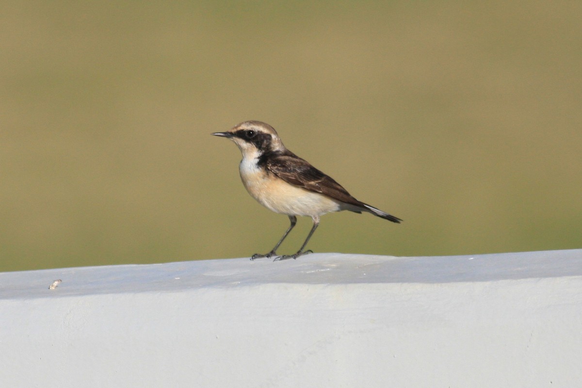 Pied Wheatear - ML306089441