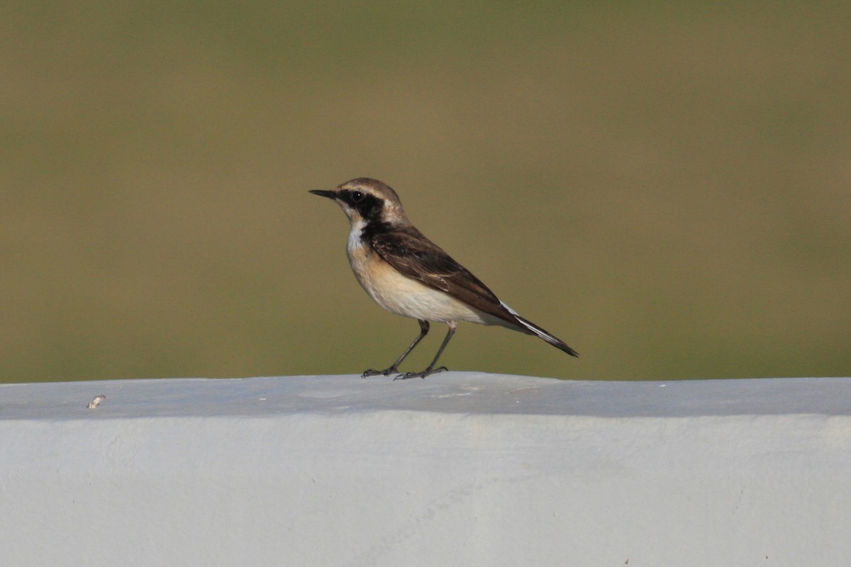 Pied Wheatear - ML306089451