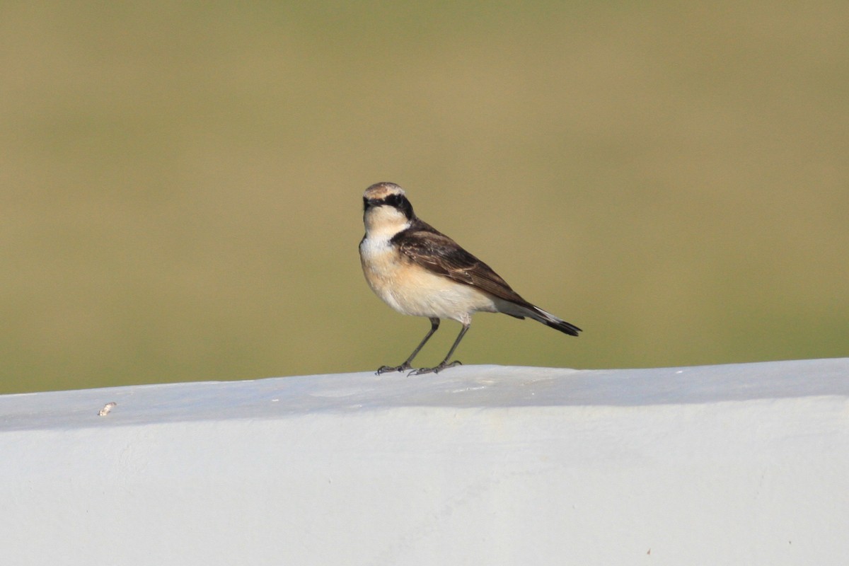 Pied Wheatear - ML306089461