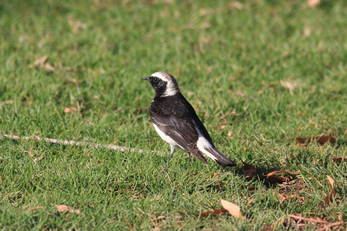 Pied Wheatear - ML306089531