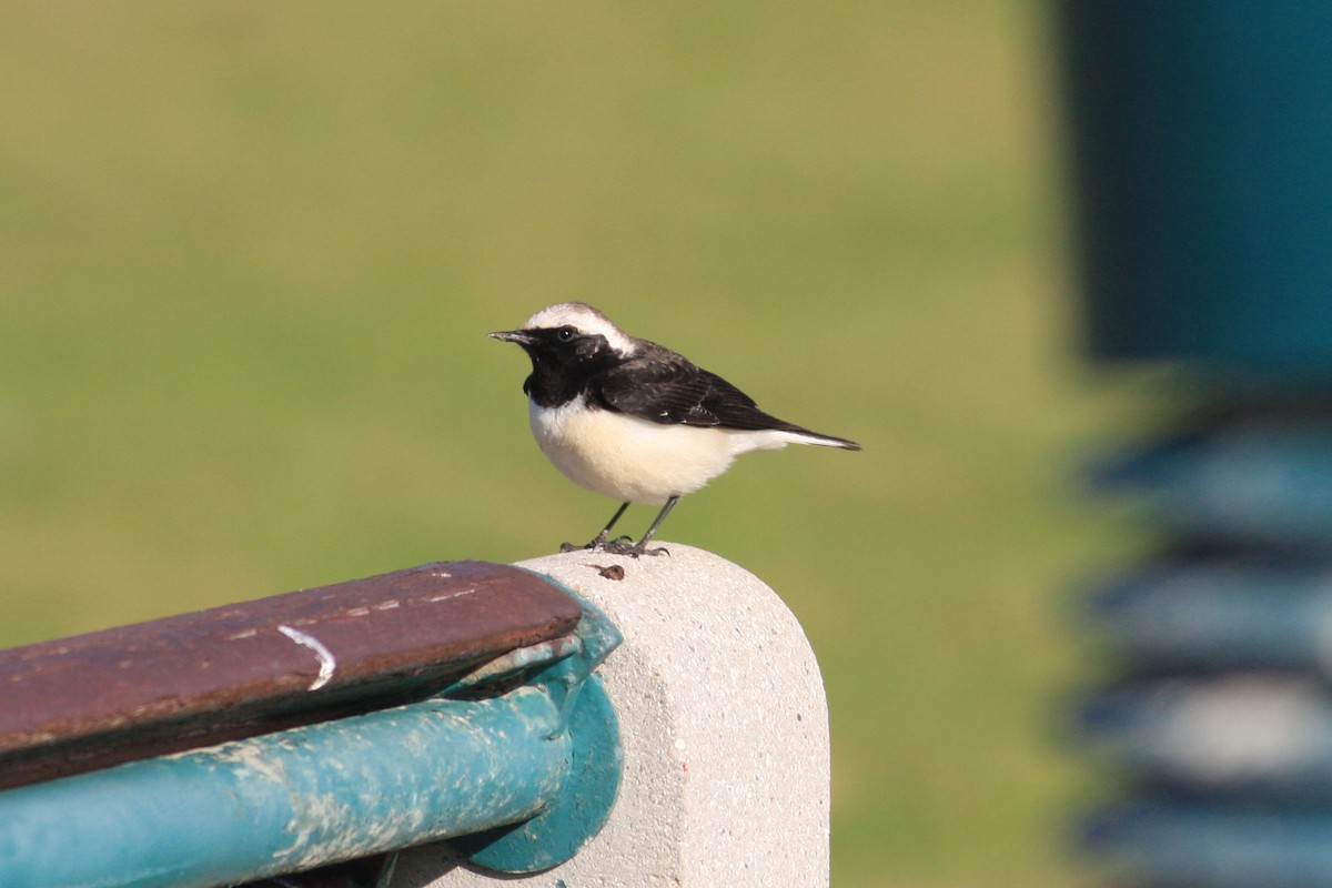 Pied Wheatear - ML306089541