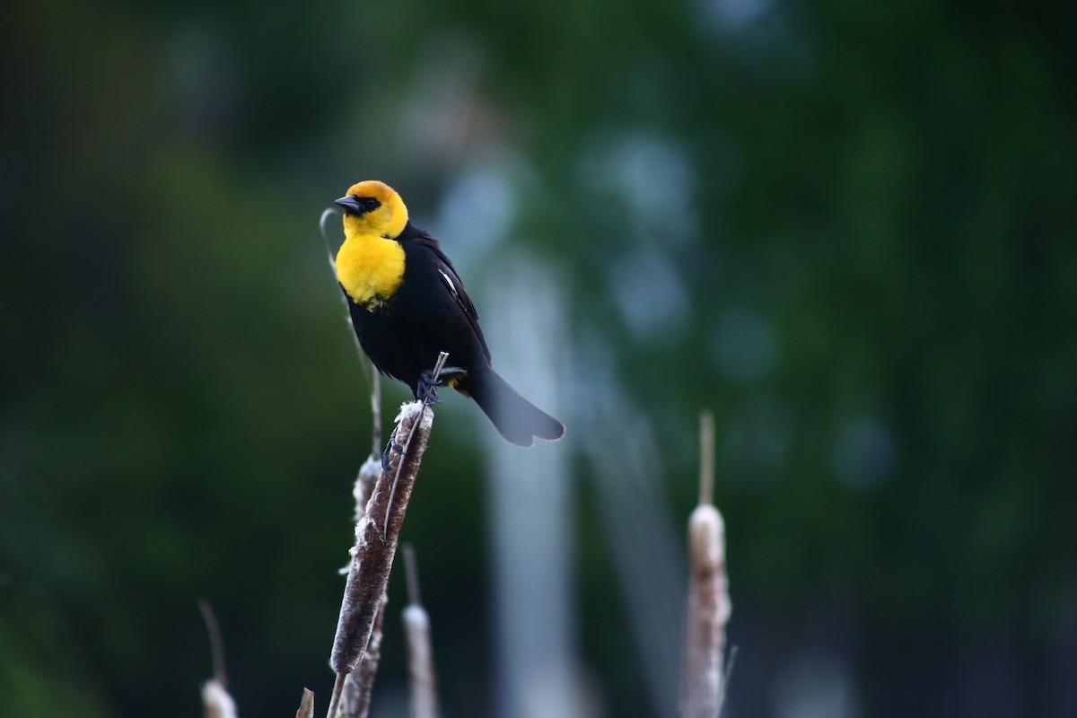 Yellow-headed Blackbird - ML306089751