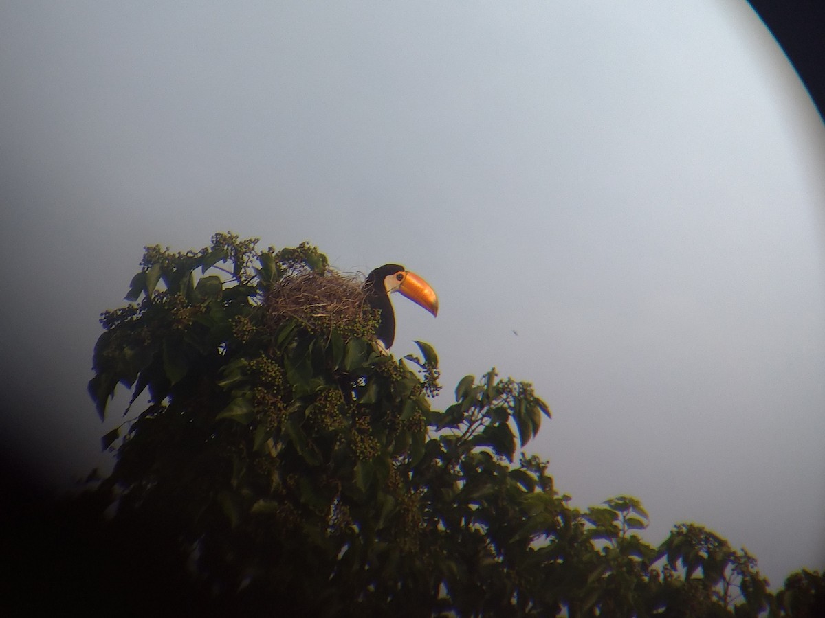 Toco Toucan - ML306094971