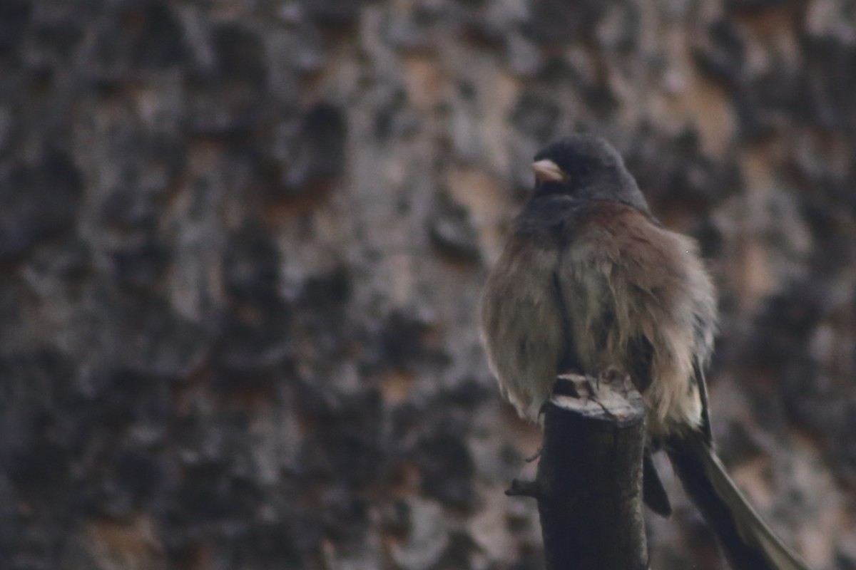 Dark-eyed Junco - ML306095191