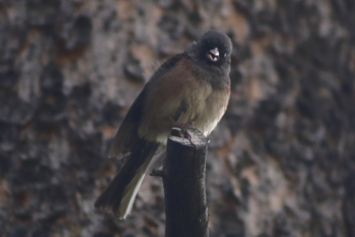 Dark-eyed Junco - ML306095201