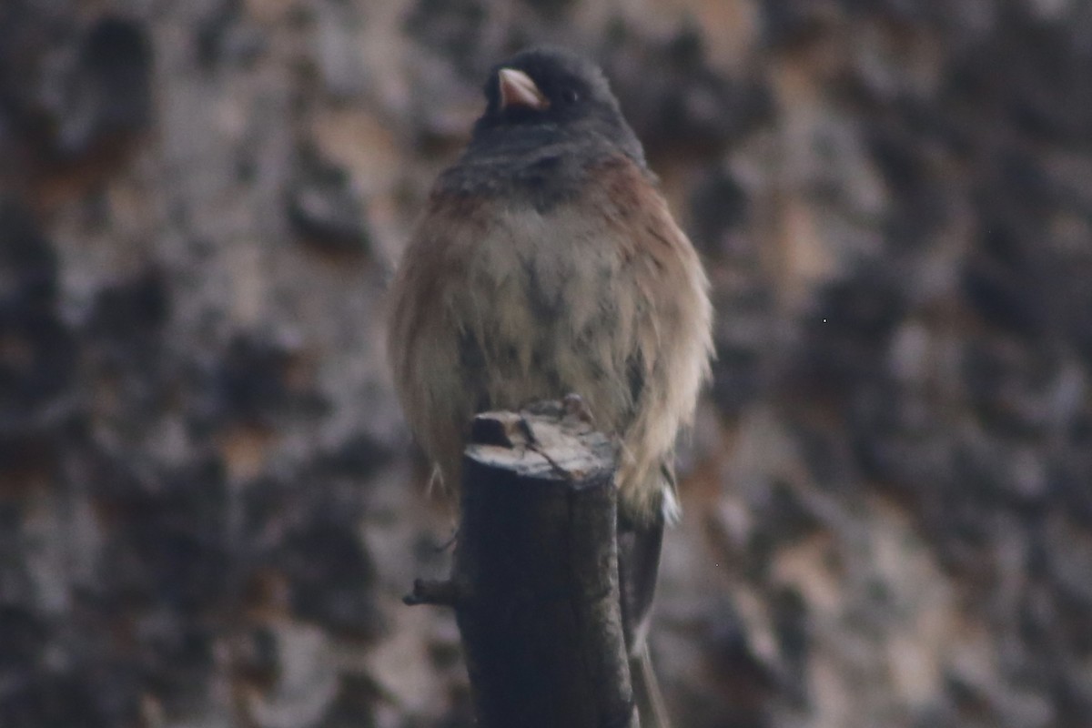 Dark-eyed Junco - ML306095211