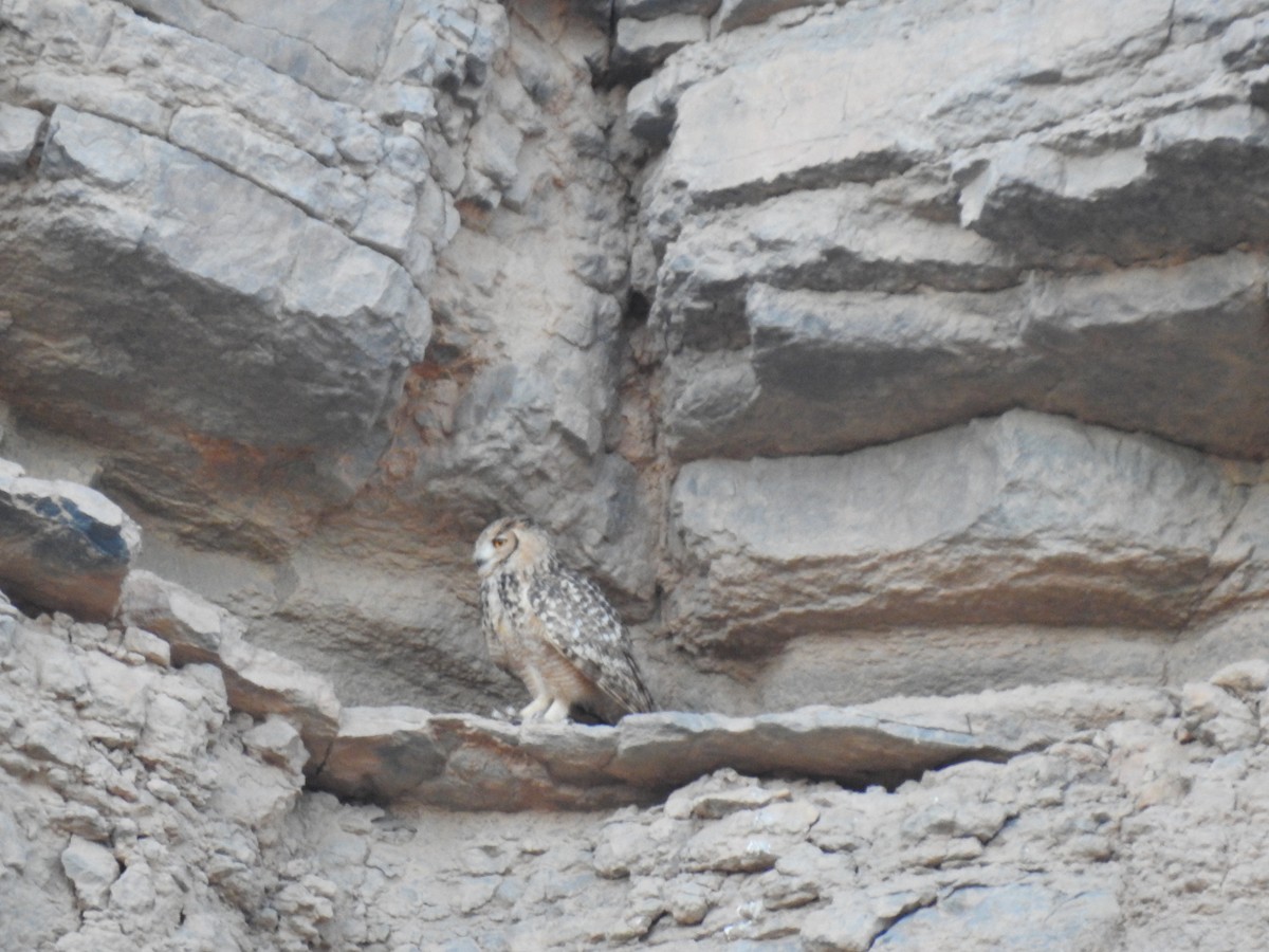 Pharaoh Eagle-Owl - Rafael Hermosilla Ortega