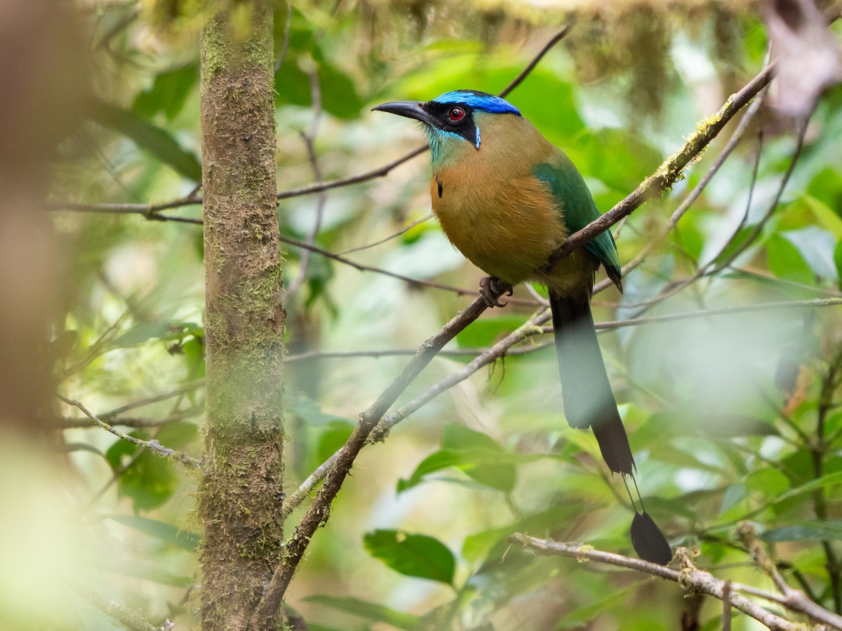 Lesson's Motmot - ML306096671