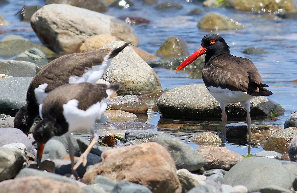 American Oystercatcher - Steve Bennett