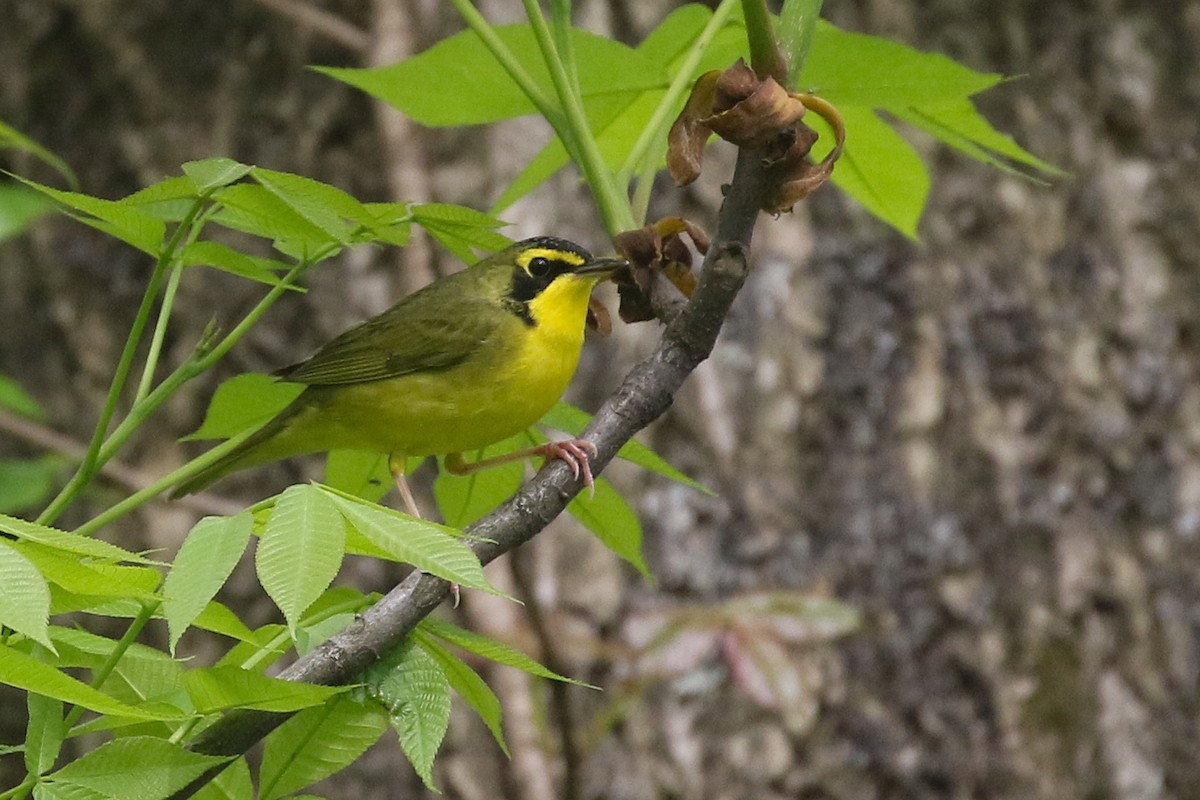 Kentucky Warbler - ML306099021