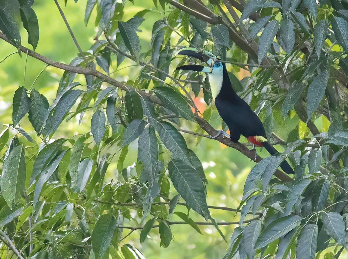 Channel-billed Toucan (Citron-throated) - ML306099031