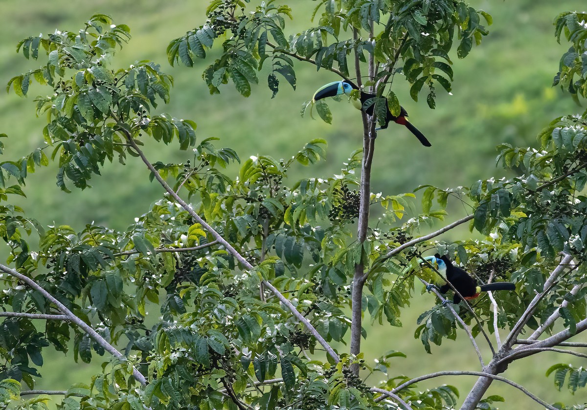 Channel-billed Toucan (Citron-throated) - ML306099071