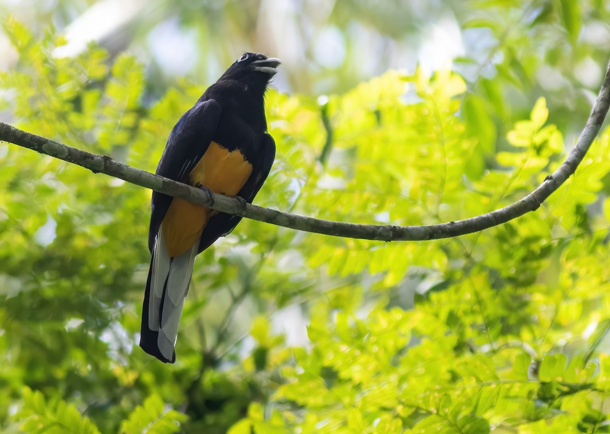 White-tailed Trogon - Joachim Bertrands