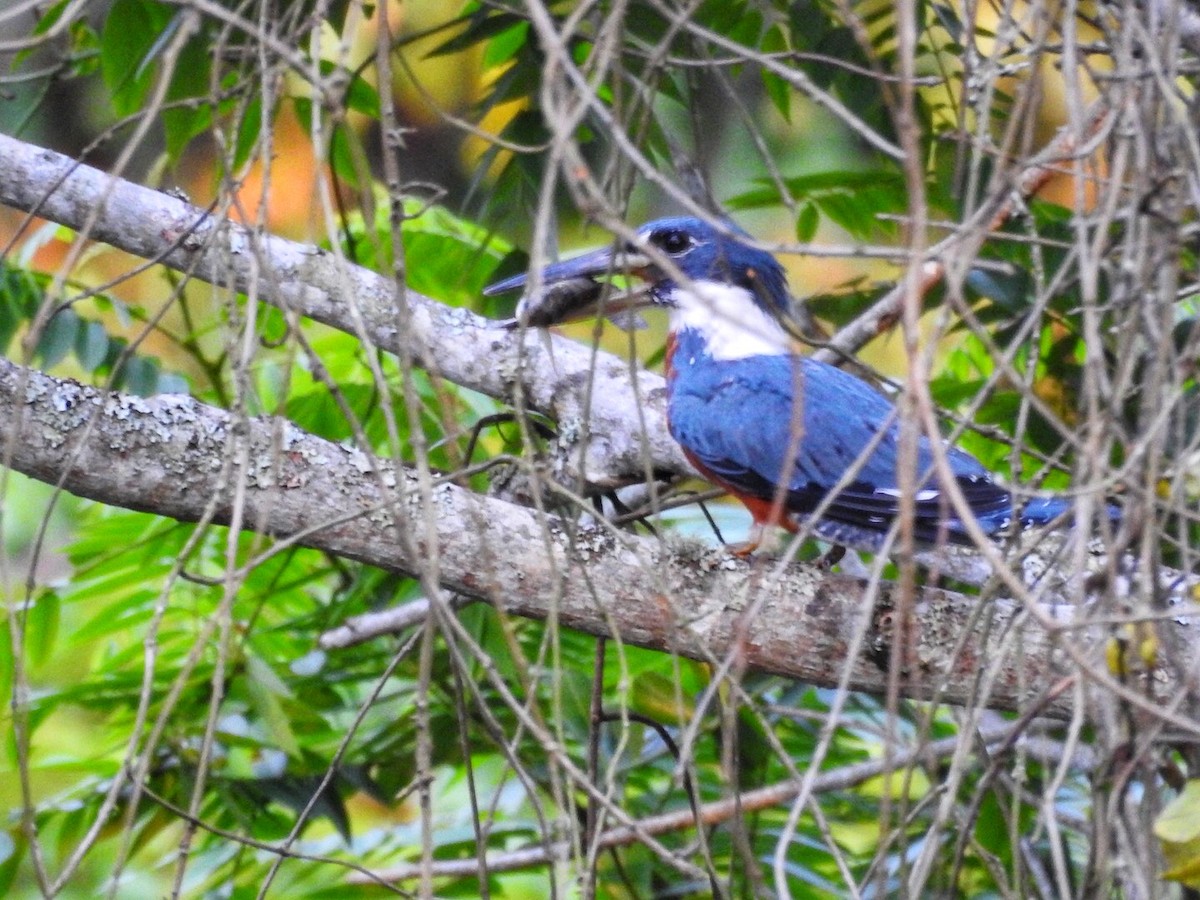 Martín Gigante Neotropical - ML306101311