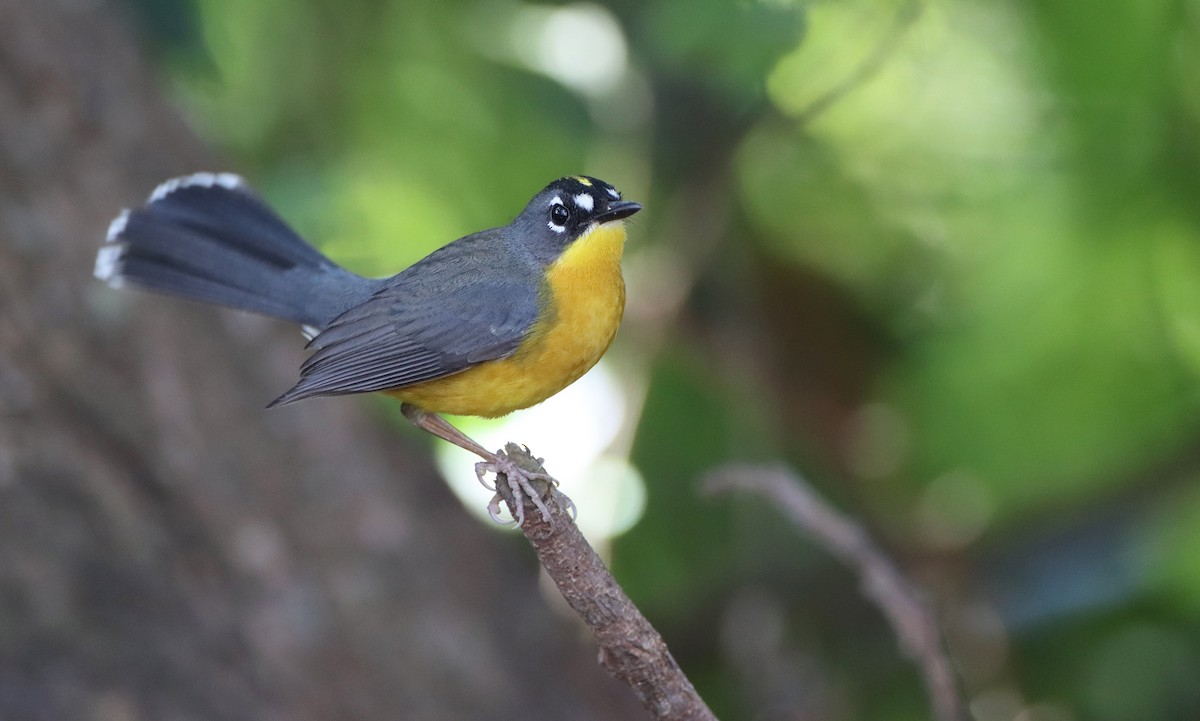 Fan-tailed Warbler - ML306102501