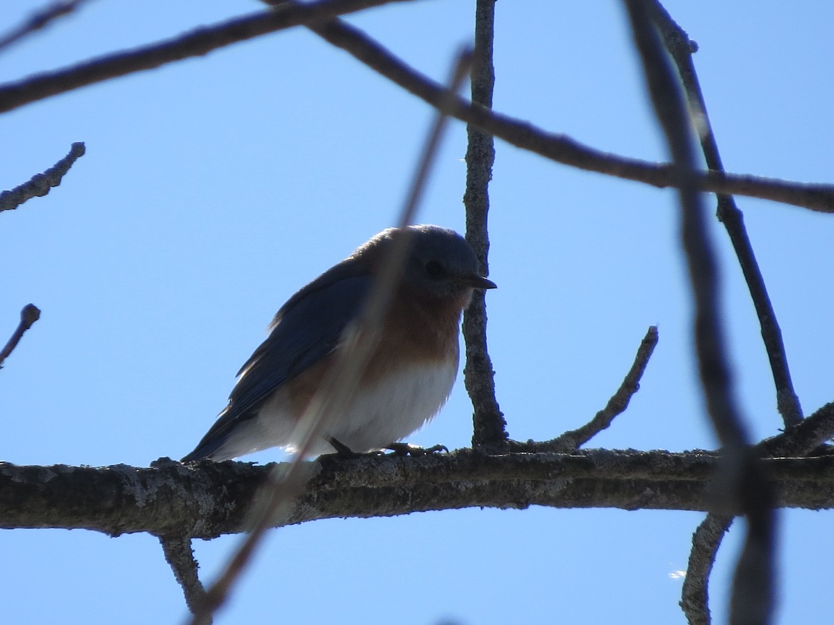 Eastern Bluebird - Tom Wheatley