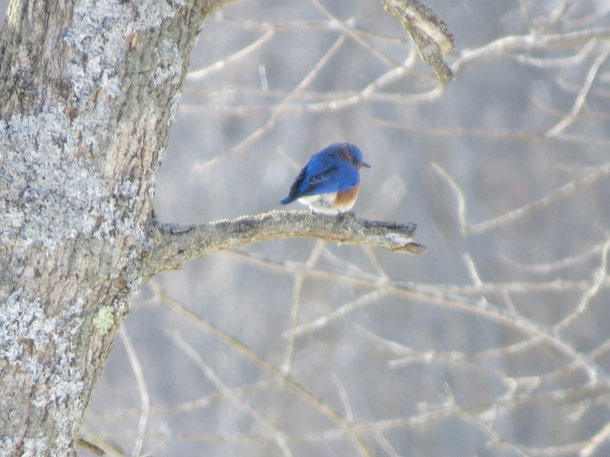 Eastern Bluebird - Tom Wheatley