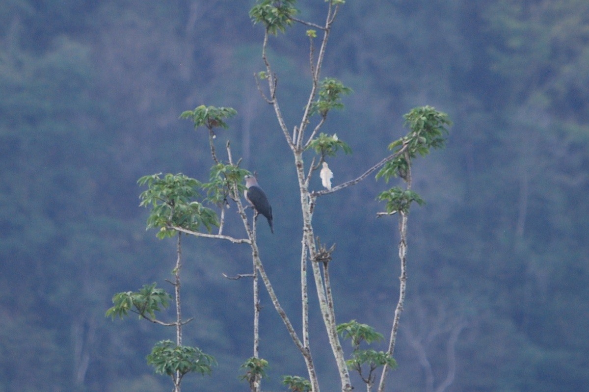 holub tmavohřbetý - ML306103651