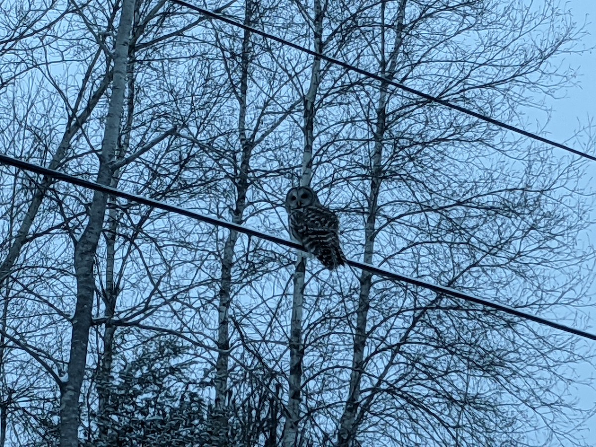 Barred Owl - ML306107161