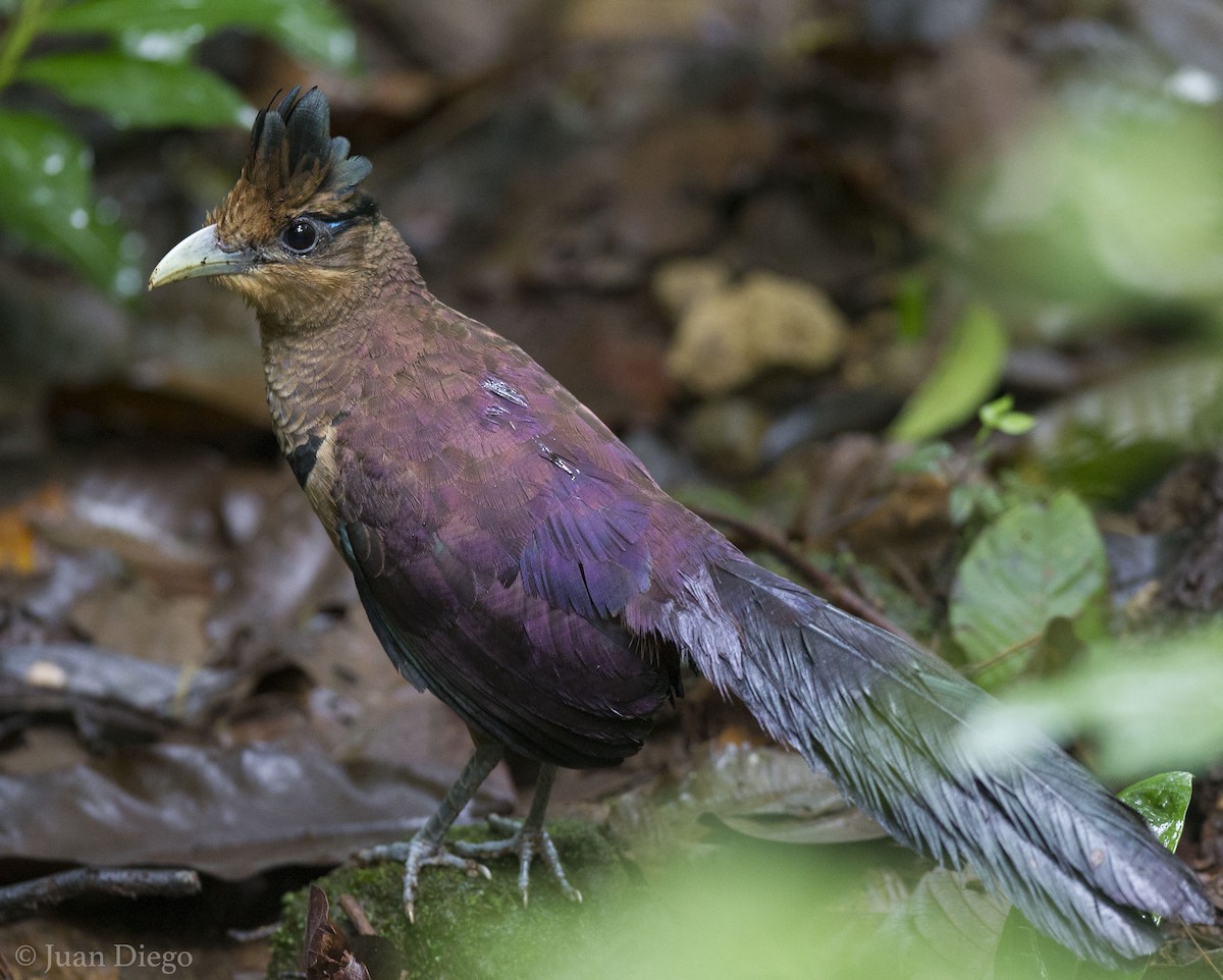 Rufous-vented Ground-Cuckoo - ML306107631