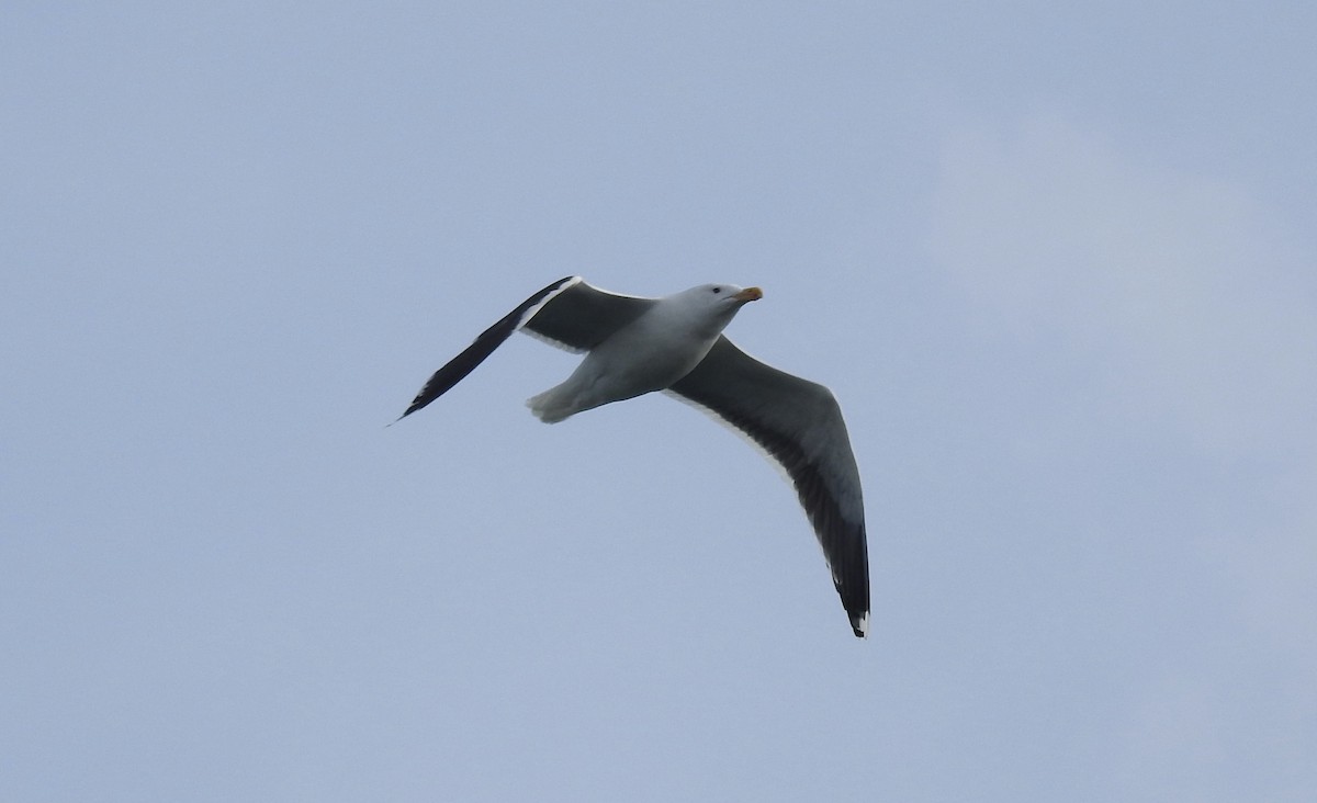 Great Black-backed Gull - ML306107771