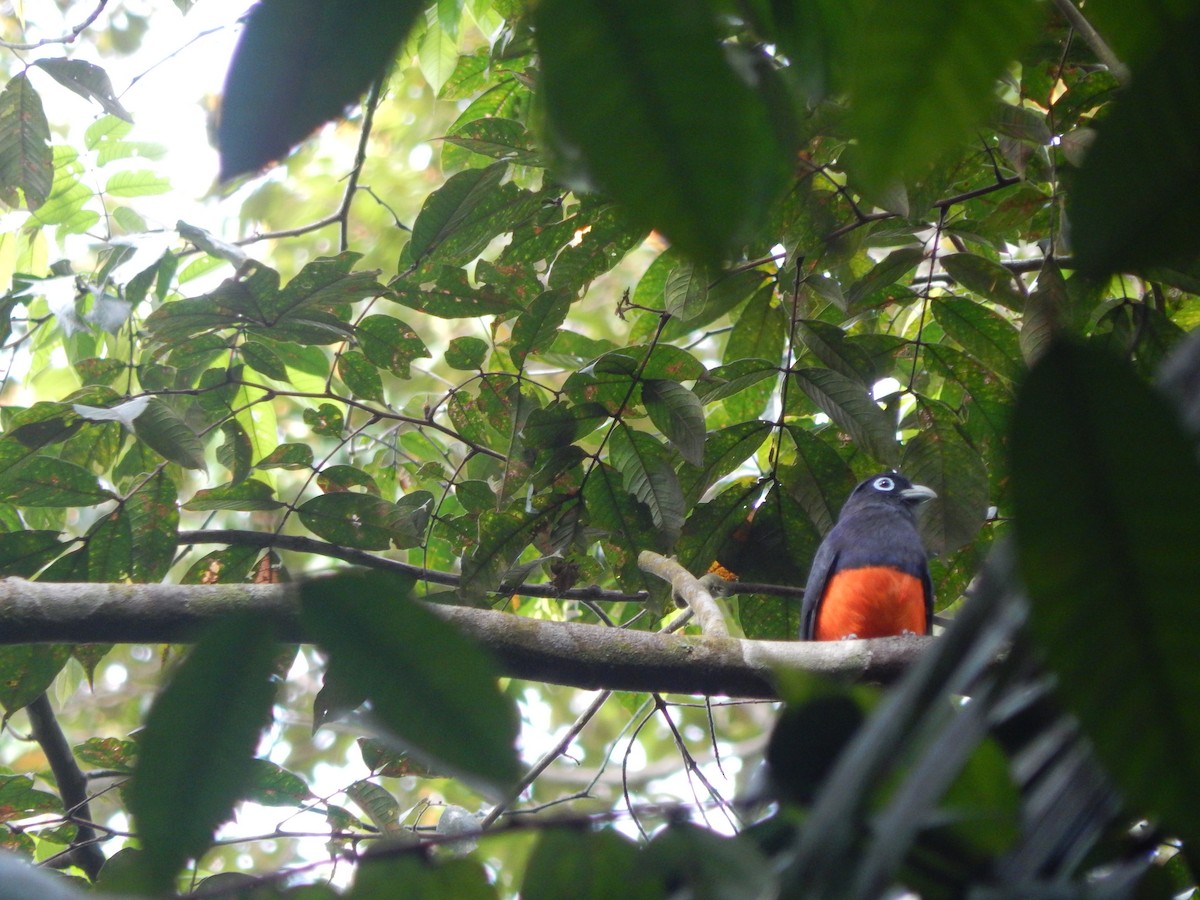 Baird's Trogon - ML306112331