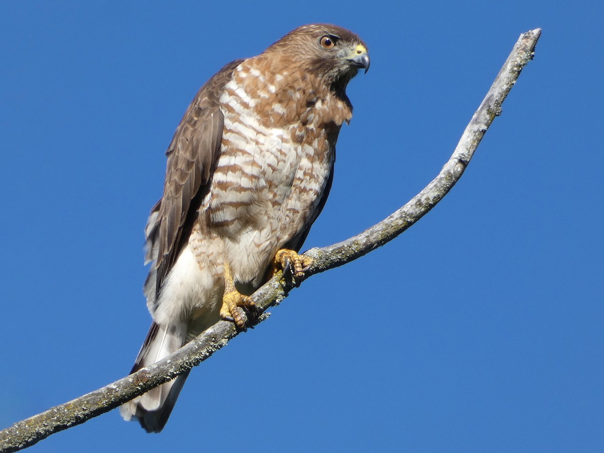 Adult light morph