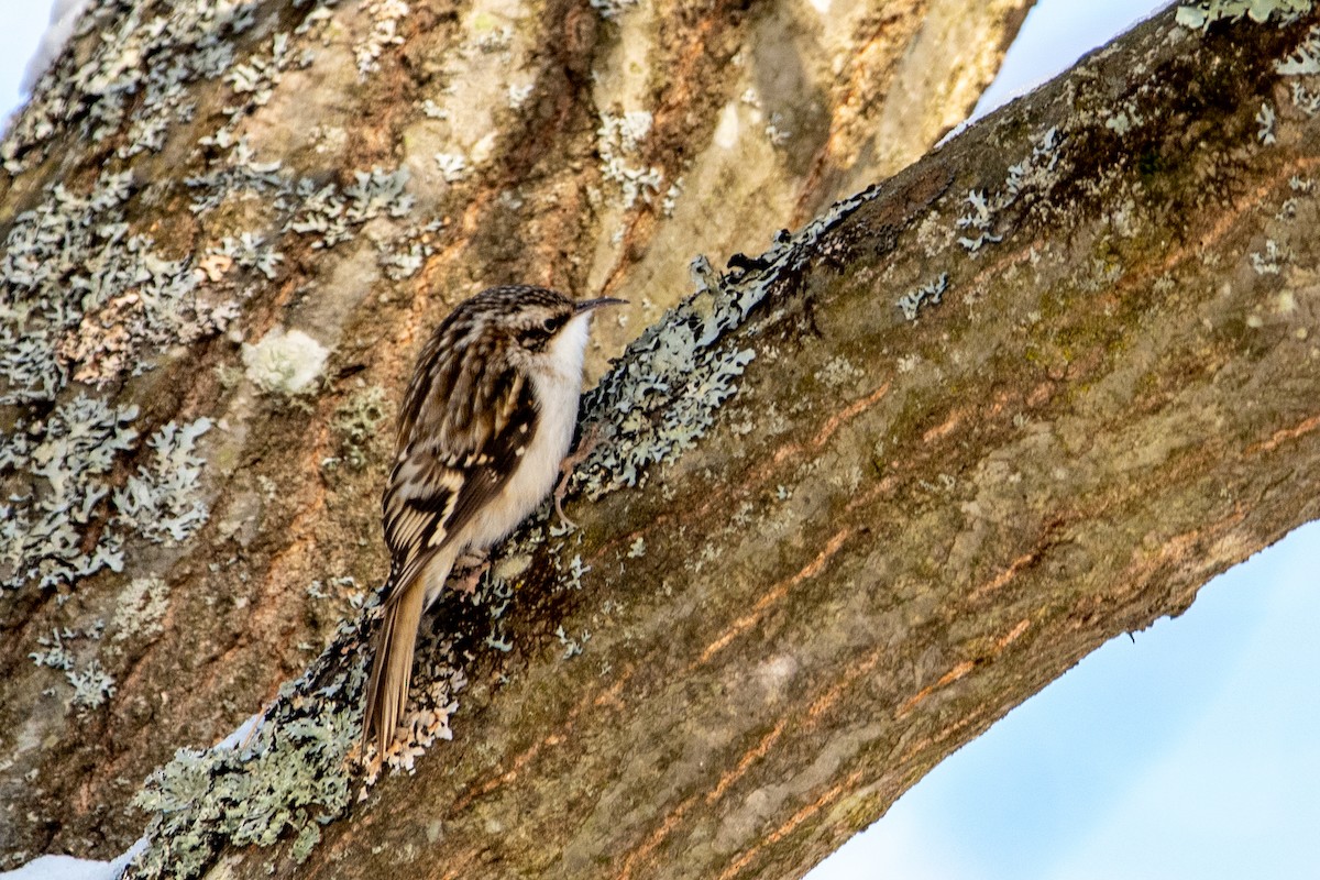 Brown Creeper - ML306113311