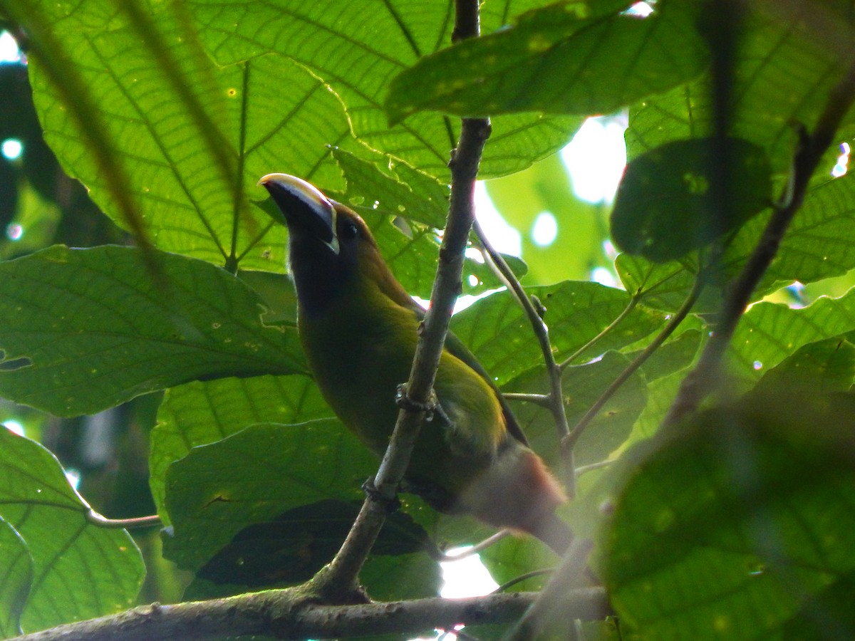 Northern Emerald-Toucanet - Rosa Chavarria Trejos