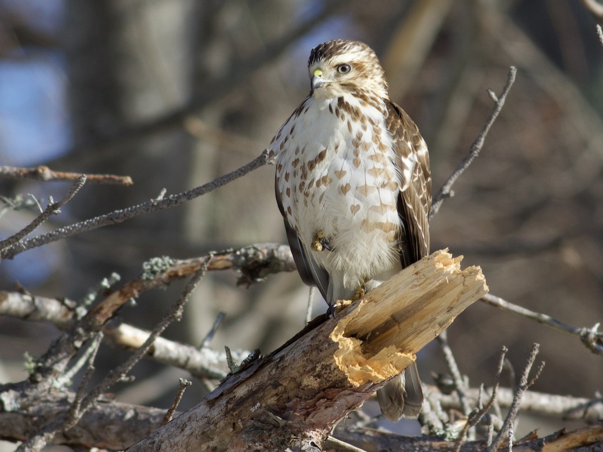 Juvenile light morph