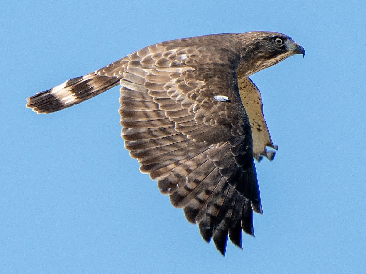 Immature light morph