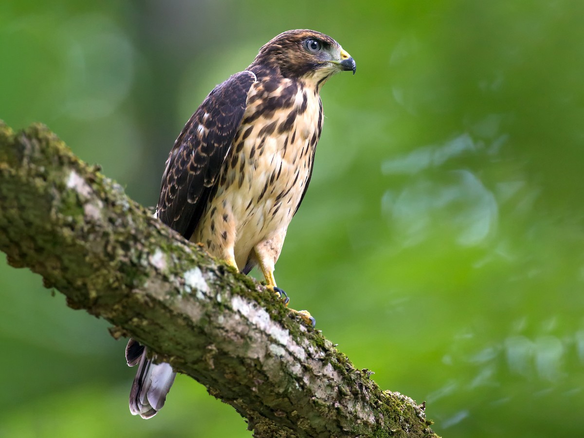 Juvenile light morph